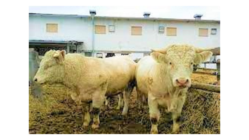 Hospodársky dvor so zameraním na živočíšnu výrobu v okrese Bardejov