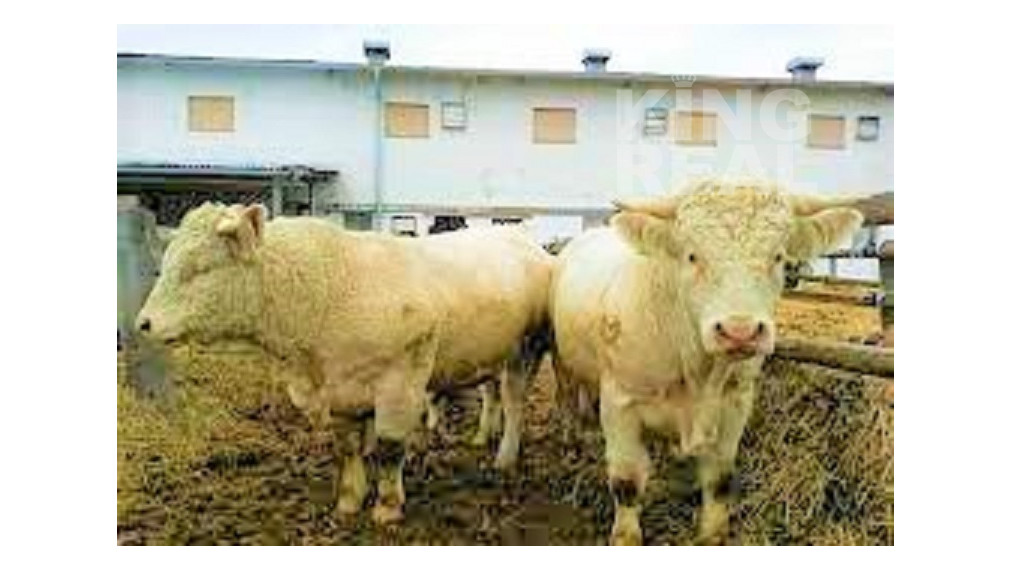 Hospodársky dvor so zameraním na živočíšnu výrobu v okrese Bardejov