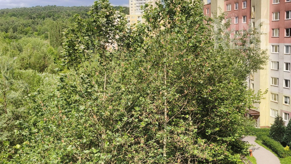 Priestranný 3- izbový byt na prenájom, Košice