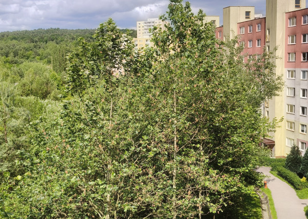 Priestranný 3- izbový byt na prenájom, Košice